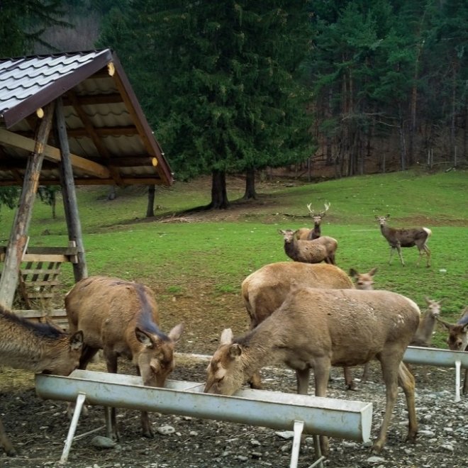 OFERTA 1+1 Gratis: Excursie de o zi - 31 august, Brambura Park, Ferma de cerbi si Pastravaria Albota