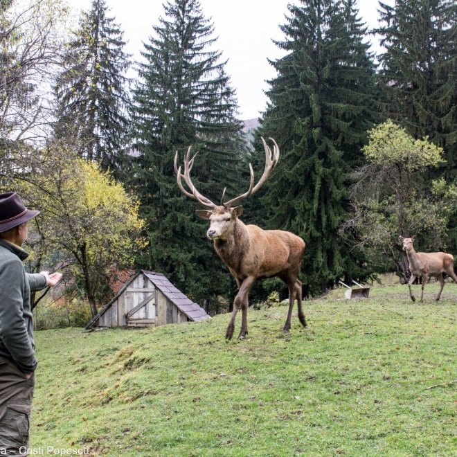 OFERTA 1+1 Gratis: Excursie de o zi - 31 august, Brambura Park, Ferma de cerbi si Pastravaria Albota