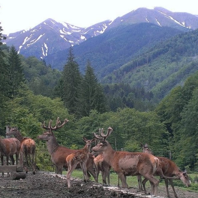 OFERTA 1+1 Gratis: Excursie de o zi - 31 august, Brambura Park, Ferma de cerbi si Pastravaria Albota